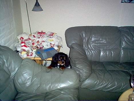Cavalier king charles spaniel Sofus - Titte bøh.. Her er jeg ! billede 2