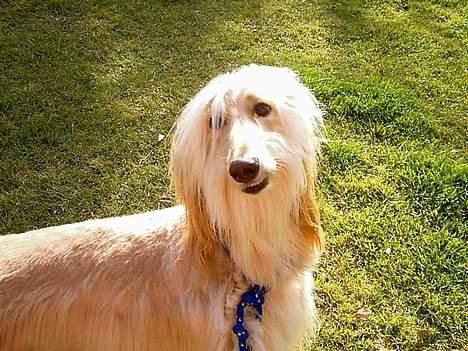 Afghansk mynde Sonny billede 1