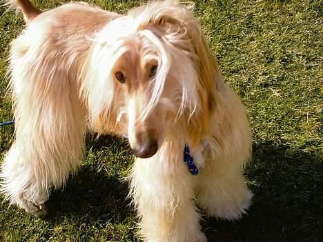 Afghansk mynde Sonny billede 3