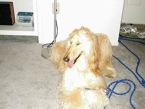 Afghansk mynde Sonny billede 5