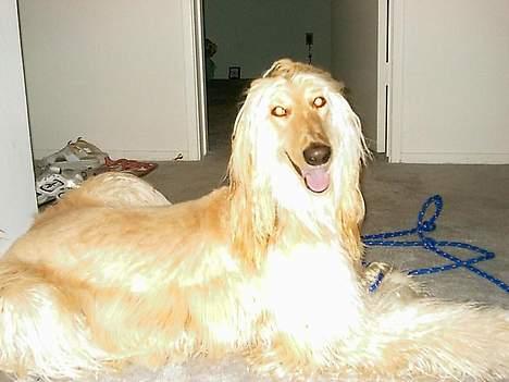 Afghansk mynde Sonny billede 6