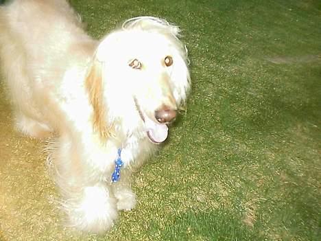 Afghansk mynde Sonny billede 7