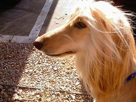 Afghansk mynde Sonny billede 8