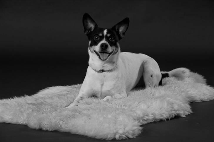 Blanding af racer milo - NYT 11.12.2010  billede 1