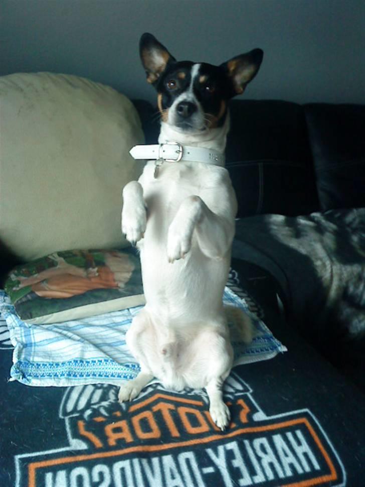 Blanding af racer milo - skal vi snart i byen mor? 2009 billede 2