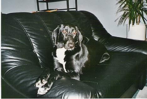 Blanding af racer sascha billede 3