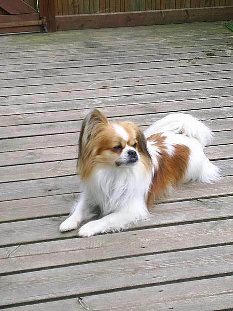 Blanding af racer gismo *nyt og godt hjem* billede 1