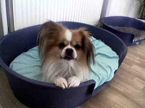 Blanding af racer gismo *nyt og godt hjem* billede 2