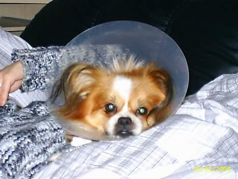 Blanding af racer gismo *nyt og godt hjem* billede 3