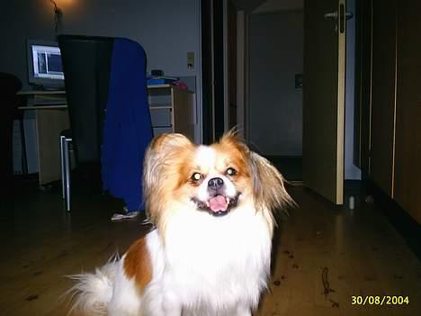 Blanding af racer gismo *nyt og godt hjem* billede 4