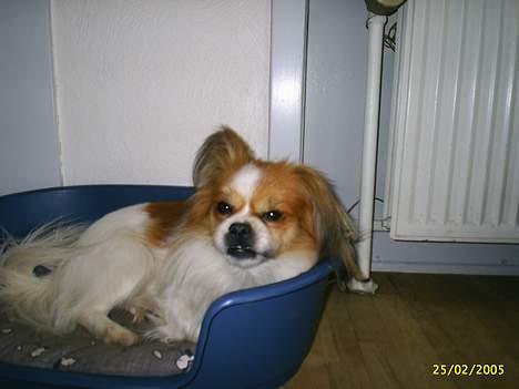 Blanding af racer gismo *nyt og godt hjem* billede 5