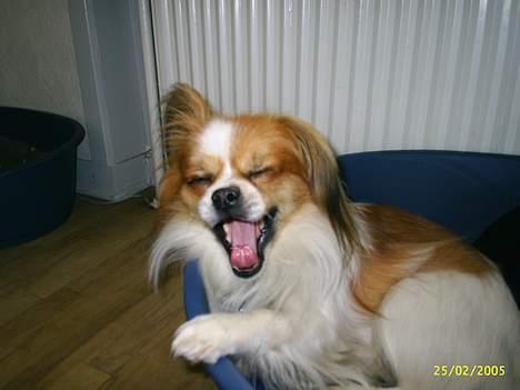 Blanding af racer gismo *nyt og godt hjem* billede 6