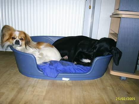 Blanding af racer gismo *nyt og godt hjem* - vi har en kurv hver, men sascha`s er nu bedst!! billede 7