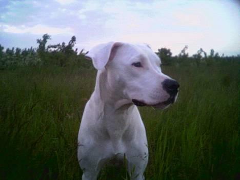 Dogo argentino Whopey/død - Så er der blevet sat nye billeder ind! Her er hun så, min lille guldklump! billede 1