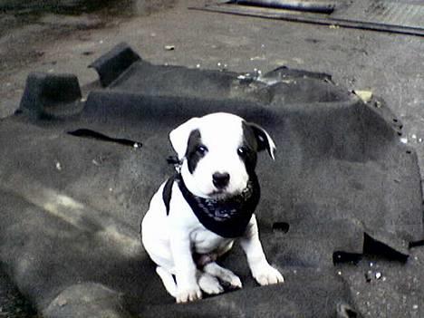 Staffordshire bull terrier TAICO PIRÉZ billede 1