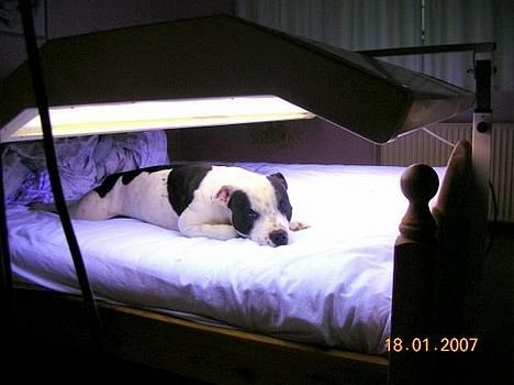 Staffordshire bull terrier TAICO PIRÉZ billede 2