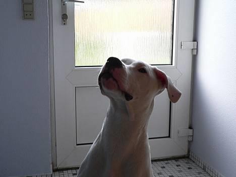 Dogo argentino Whopey/død - Her har jeg jo selvfølgelig en godbid i hånden... billede 5