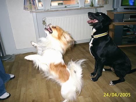 Blanding af racer sascha billede 8