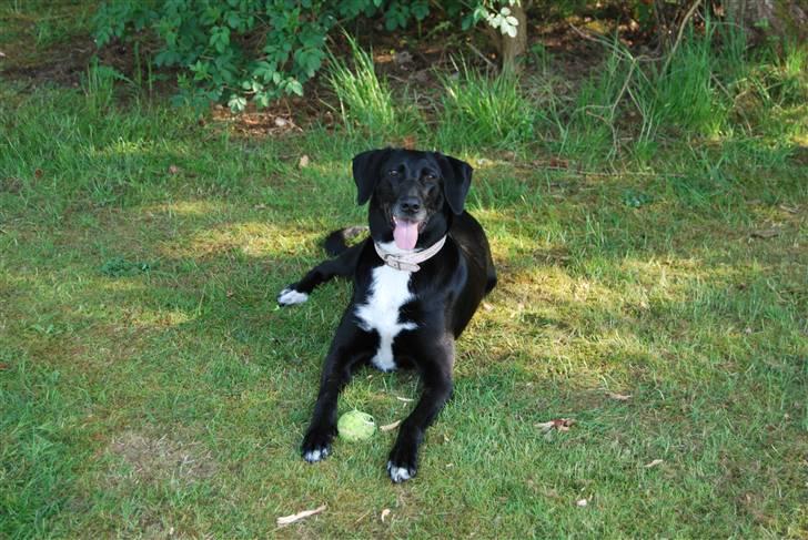 Blanding af racer sascha - spiller man boldten en gang har man ik fred hun elsker det billede 10