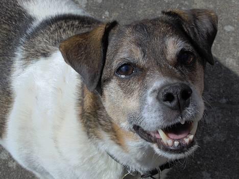 Dansk svensk gaardhund Pjevs - her er så min hund pjevs! billede 1