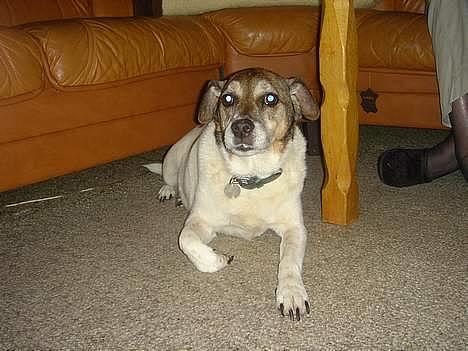 Dansk svensk gaardhund Pjevs - en ældre herre!  billede 2