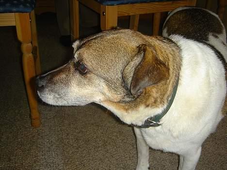 Dansk svensk gaardhund Pjevs - min kære vovse! billede 3