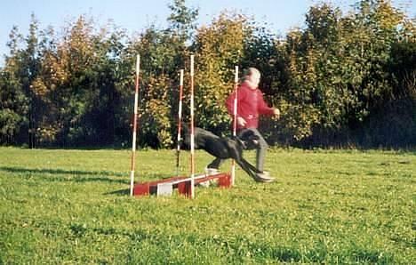 Labrador retriever Molly - Molly ved første agilitytræning som 1-årig billede 11