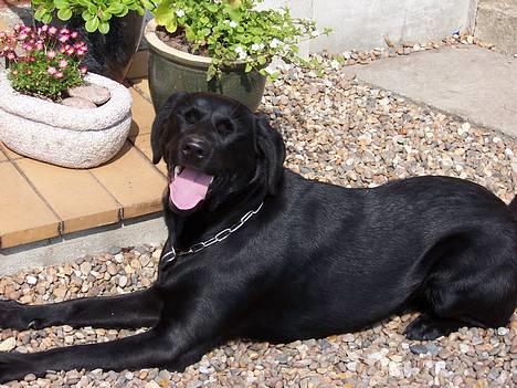 Labrador retriever Molly - Molly billede 12