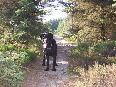 Labrador retriever Molly - Molly i skoven.. billede 13