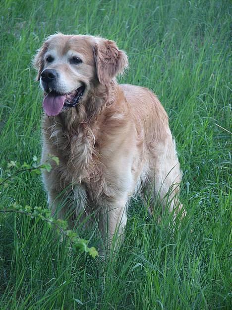 Golden retriever Nickie *Himmelhund* - 22 maj 06 billede 11