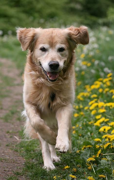 Golden retriever Nickie *Himmelhund* - Nu kommer jeg. 12. maj 07 billede 12