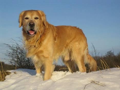 Golden retriever Nickie *Himmelhund* - Vinternickie billede 14