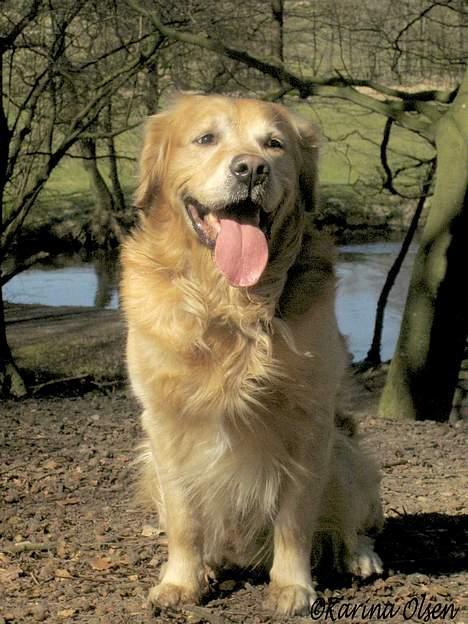 Golden retriever Nickie *Himmelhund* - 2. april 05 billede 15