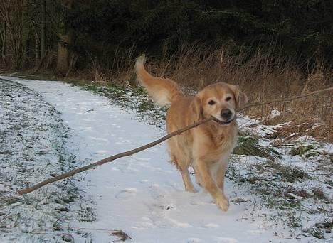 Golden retriever Nickie *Himmelhund* - Se hvad jeg har. 25. jan 07 billede 16