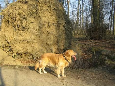 Golden retriever Nickie *Himmelhund* - Se lige en rod jeg har gravet op billede 17