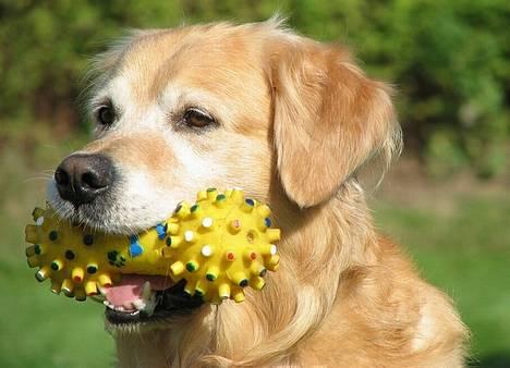 Golden retriever Nickie *Himmelhund* - Se hvad jeg har. Sept 06 billede 19