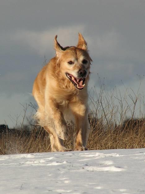 Golden retriever Nickie *Himmelhund* - fart på . 25. jan. 07 billede 20