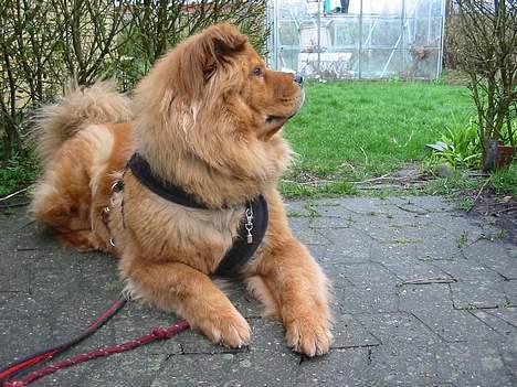 Blanding af racer Bertha - hva var det? billede 10