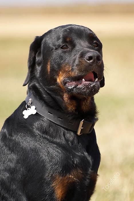 Rottweiler Tiny *18-12* - *Nyt* Tosafoto  billede 8