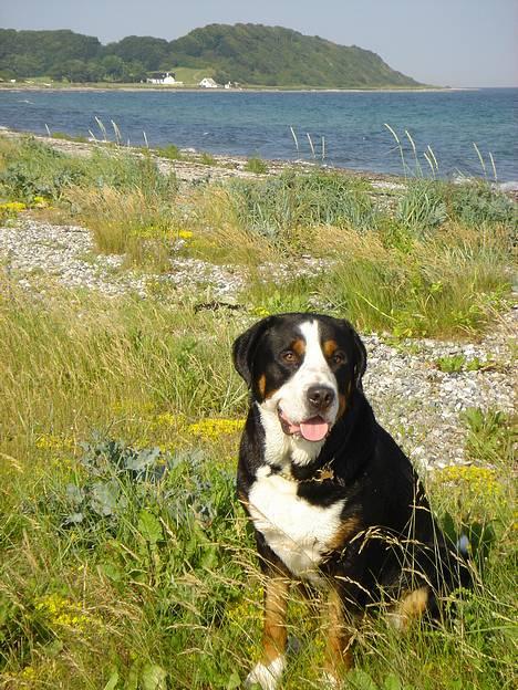 Grosser schweizer sennenhund Anton (Samson)  R.I.P. - Samson ved Holme strand ( Jernhatten i baggrunden)  billede 11