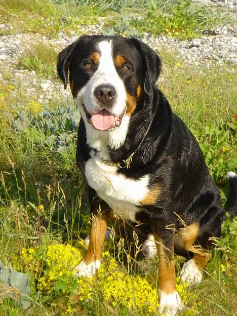 Grosser schweizer sennenhund Anton (Samson)  R.I.P. - samson på stranden billede 12