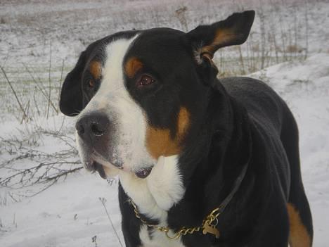 Grosser schweizer sennenhund Anton (Samson)  R.I.P. - puhh.. sikke et blæsevejr billede 13