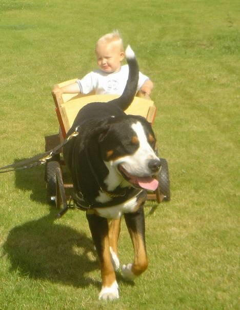 Grosser schweizer sennenhund Anton (Samson)  R.I.P. - Samson med Alexander i vognen billede 14