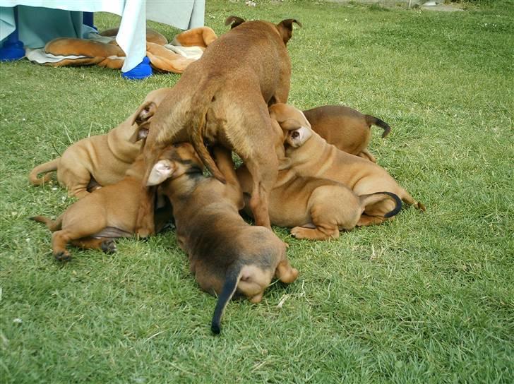 Staffordshire bull terrier Freja 4. januar 2013 <3 <3 R.I.P - Da hun havde hvalpe billede 7