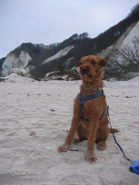 Irsk terrier Jeffi 13/2 - Jeffi på Møensklint billede 12