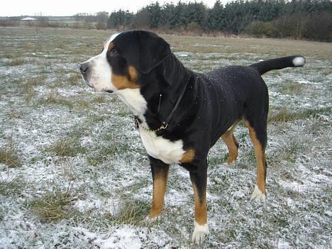 Grosser schweizer sennenhund Anton (Samson)  R.I.P. - samson i sneen billede 15