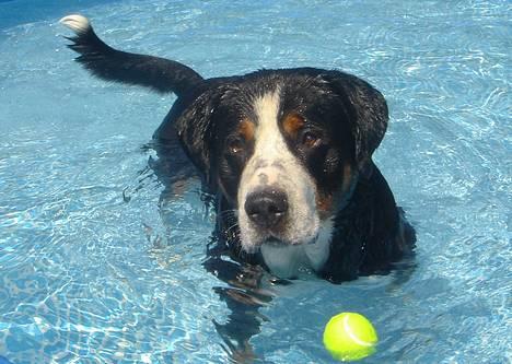 Grosser schweizer sennenhund Anton (Samson)  R.I.P. - Samson i hans nye pool ;0) billede 16