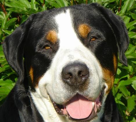 Grosser schweizer sennenhund Anton (Samson)  R.I.P. - stor og dejlig grosser ;0) billede 17