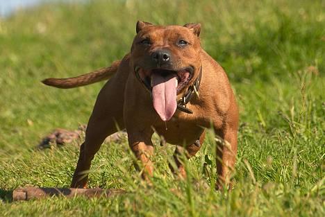 Staffordshire bull terrier Freja 4. januar 2013 <3 <3 R.I.P - Tosafoto billede 10