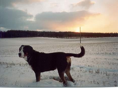 Grosser schweizer sennenhund Anton (Samson)  R.I.P. - samson i smuk solnedgang billede 20